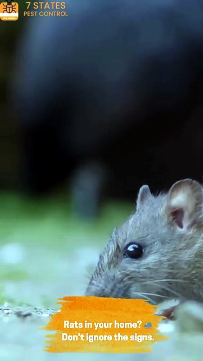 Spider Control Services – Safe & Effective Pest Solutions