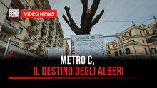 Metro C, il destino degli alberi