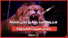 أصا بها في الوجه.. تفاصيل هجـ ـ ـوم أسد صغير على طفـ ـ لة داخل سيرك العجوزة