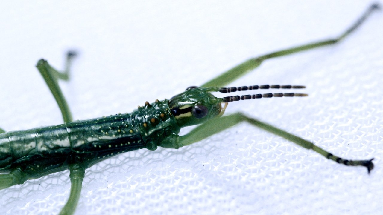 Meet the Lord Howe Island Stick Insects: Tiny S...
