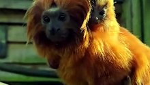 Rare golden lion tamarin born at Newquay Zoo