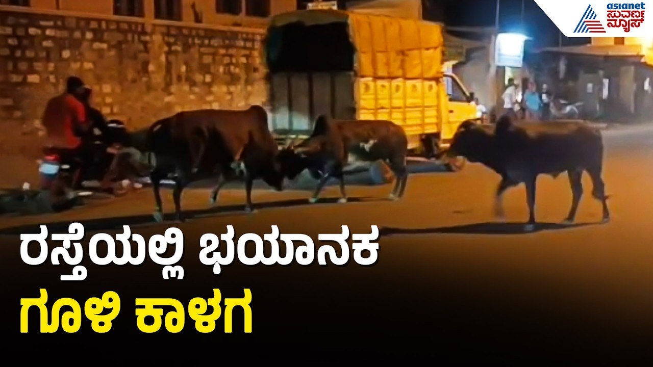 ಬಿಡಾಡಿ ದನಗಳ ಅಬ್ಬರ: ಗದಗ-ಬೆಟಗೇರಿ ರಸ್ತೆಯಲ್ಲಿ ನಡುರಾತ್ರಿ ಹೈಡ್ರಾಮಾ| Gadag Stray Cattle Menace Suvarna News