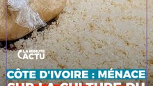 CÔTE D’IVOIRE : UNE SOUCHE VIRALE AGRESSIVE DU MANIOC MENACE L’ATTIÉKÉ-GARBA