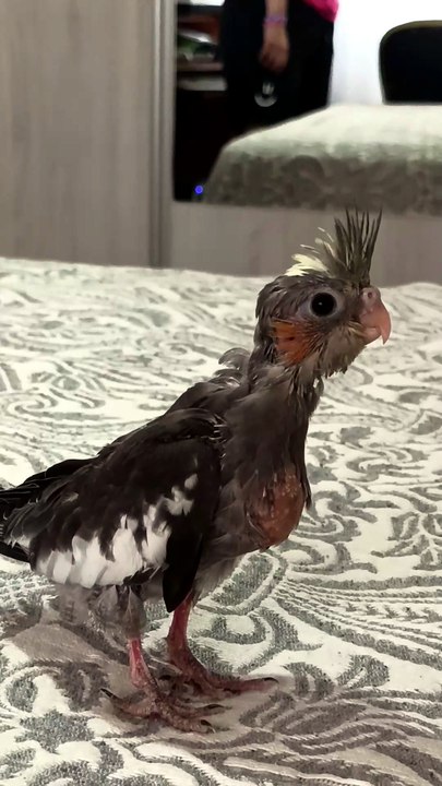 Baby cockatiel 🐦