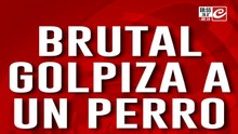 Demencial: atacó brutalmente a su propio perro y quedó filmado