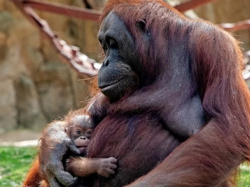 Nachwuchs im Zoo Madrid: Orang-Utan-Männchen geboren