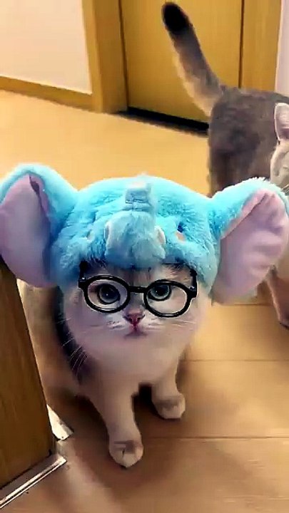 Cat videos cute cats kittens meowing 🐾✨😸 _catlover _cutecat(360P)