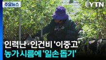 인력난·인건비 '이중고'...농가 시름 더는 '구슬땀' / YTN