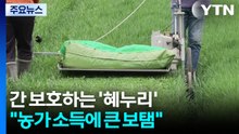 [녹색] 간 보호하는 신품종 '혜누리'...농가 소득도 '껑충' / YTN