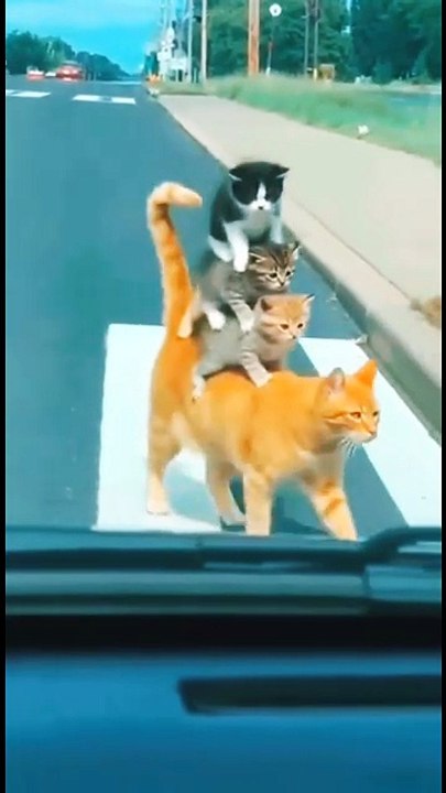 👉 Hungry Cat Saves the Day! 🐱🍖 Road Adventure with Food Surprise
