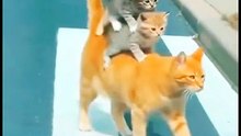 👉 Hungry Cat Saves the Day! 🐱🍖 Road Adventure with Food Surprise