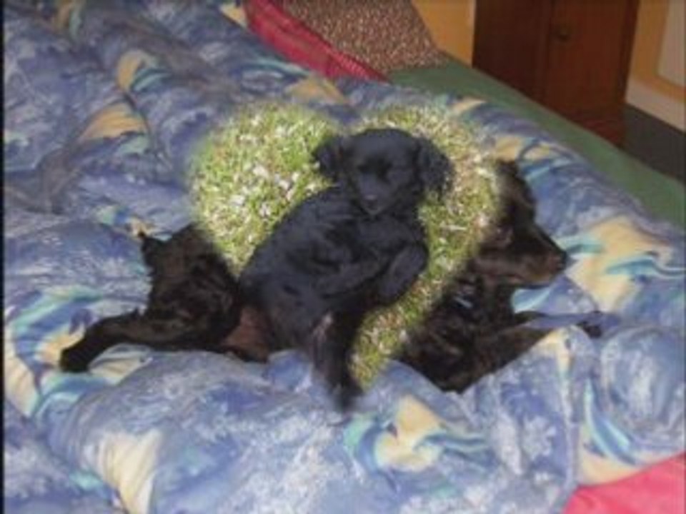 Pour ma chienne Missy