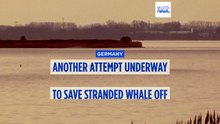 German rescuers plan to use air cushions in bid to save Timmy the stranded whale