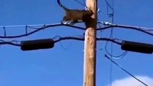 Funny Video That Went Viral