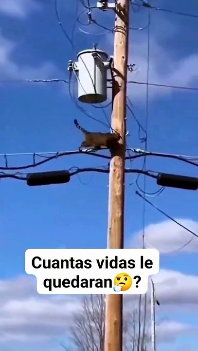 Funny Video That Went Viral