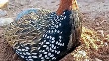 Gray Francolin Soft Echo |  Desi  Teetar Sounds