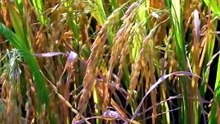 COMO se HACE el ARROZ BLANCO en las FÁBRICAS🌾| Como se CULTIVA y COSECHA el ARROZ integral