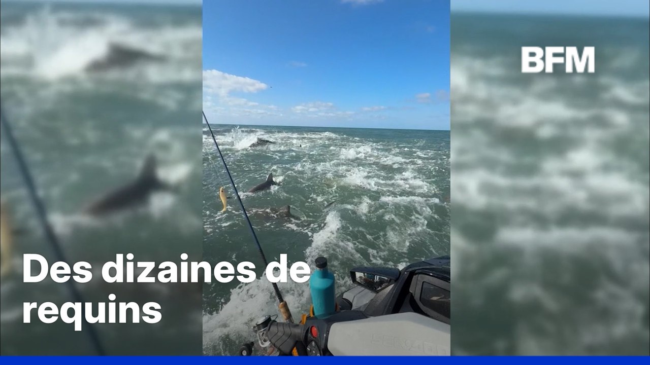 Un pêcheur se retrouve encerclé par des requins en Caroline du Nord