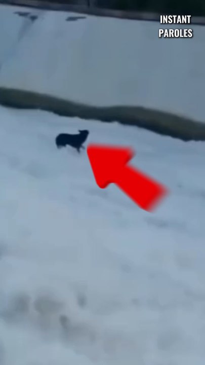 Ces personnes qui se sont mobilisées pour ce chien reçoivent une surprise spéciale 10 ans après