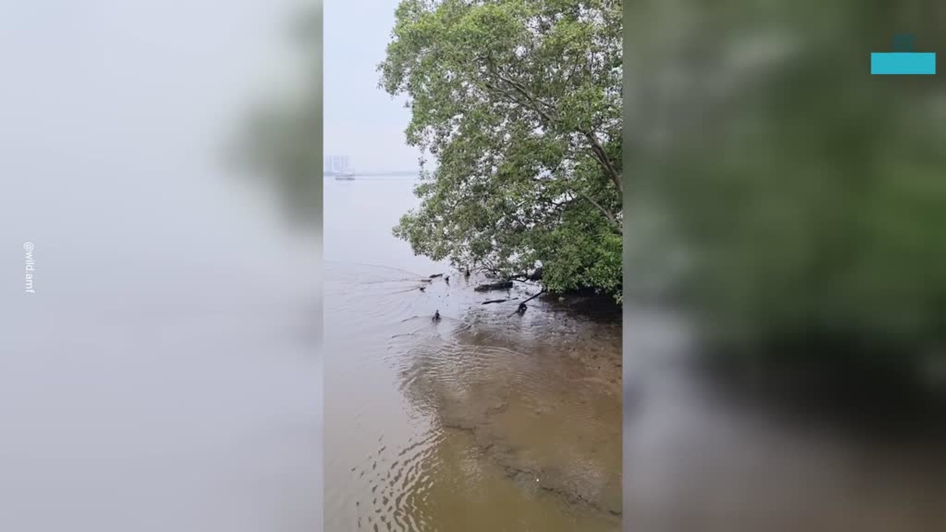 ⁣Exciting Moment as Otters Chase a Saltwater Crocodile