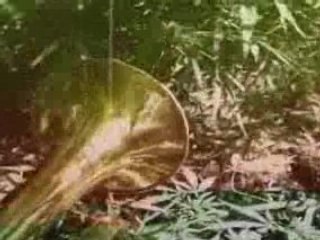 Nueve Millas 2008 - Rivers of babylon 100mb