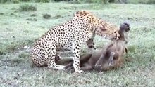 A cheetah extracts and chokes a warthog 💥