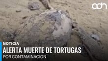 Tortugas muertas evidencian impacto real del derrame en el Golfo de México