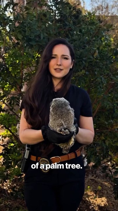 What to do if you find a baby owl on the ground