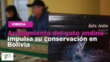 Avistamiento del gato andino impulsan su conservación en Bolivia