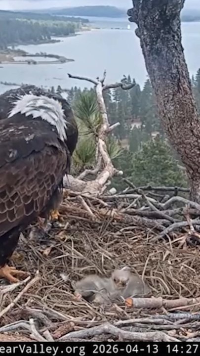 Naming contest kicks off for Big Bear bald eagle chicks