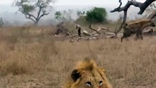 Unbelievable Wild Predator Defense Strike! 😱