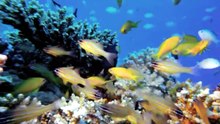 EXPLORE THE WORLD BENEATH THE OCEAN