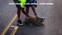 The odds of Boeing killed by a sloth are INCREDIBLY LOW. but never Zero!