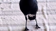 Magpie