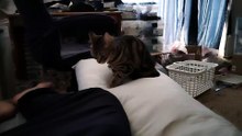 ふみふみミア11
