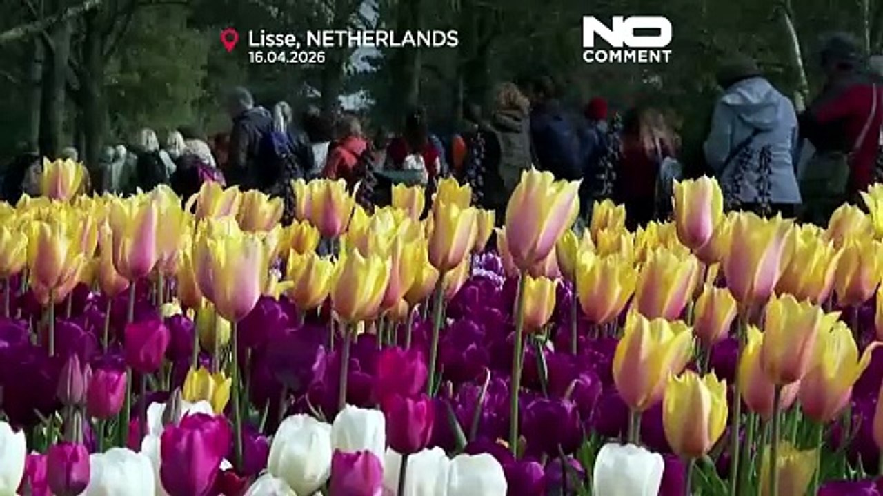 Keukenhof, in Olanda arrivano visitatori da tutto il mondo per la fioritura di primavera
