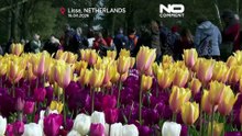 Keukenhof en Países Bajos atrae visitantes de todo el mundo en primavera
