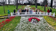 İstanbul'da renk cümbüşü: Laleler park ve koruları süsledi