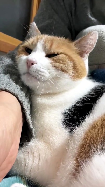 Cute Kitten Sleeping Comfortably in My Arms 🐱❤️