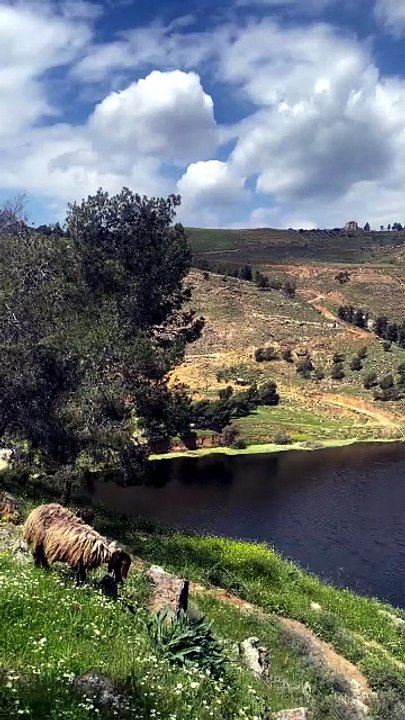 Animal sounds, Middle Eastern sheep, Rugged landscape, Rural lifestyle, Satisfying chewing sounds.