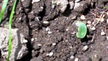 カボチャの芽が出てきました