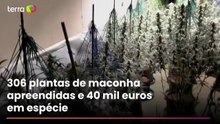 ‘Floresta’ de maconha e mala de cocaína: PF e polícia da Espanha fazem ação contra tráfico de drogas