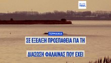 Ο συνιδρυτής της MediaMarkt και η εκατομμυριούχος των ιπποδρομιών: Οι χρηματοδότες της διάσωση της φάλαινας