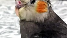 My nymph🐦
