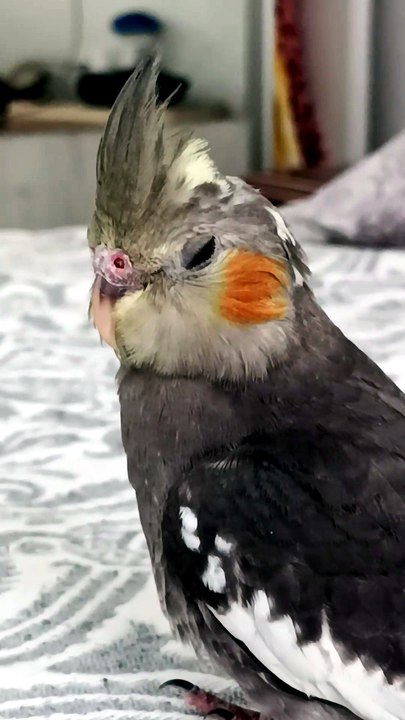 My nymph🐦