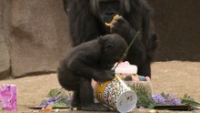 Meet the San Diego Zoo's Adorable Baby Gorilla on His Birthday