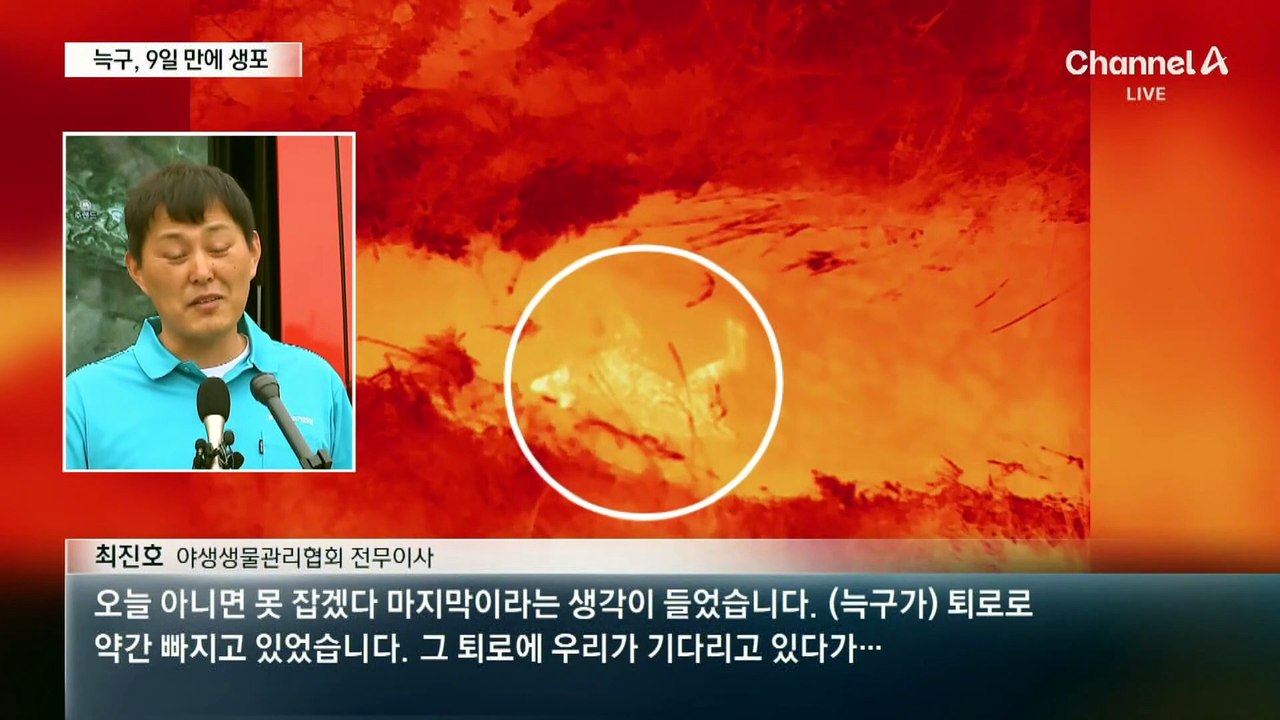 늑구 9일 만에 찾았다…위 속에 낚싯바늘 제거