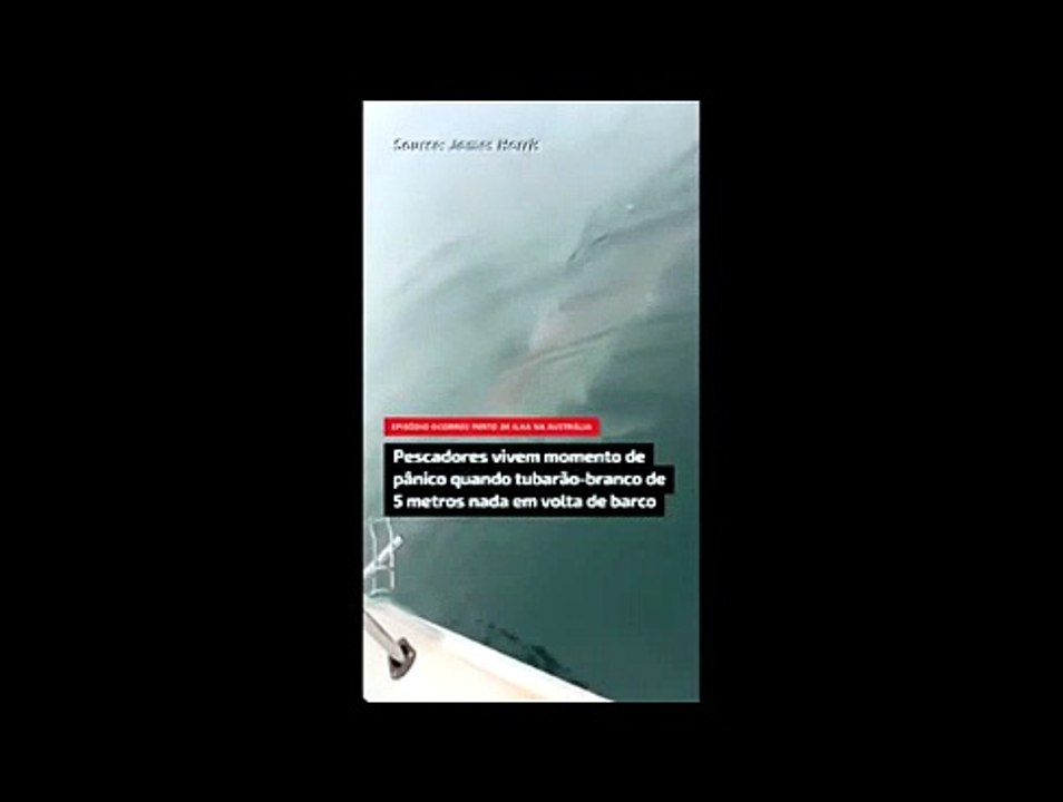 VÍDEO: tubarão-branco de 5 metros gera pânico ao nadar em volta de barco