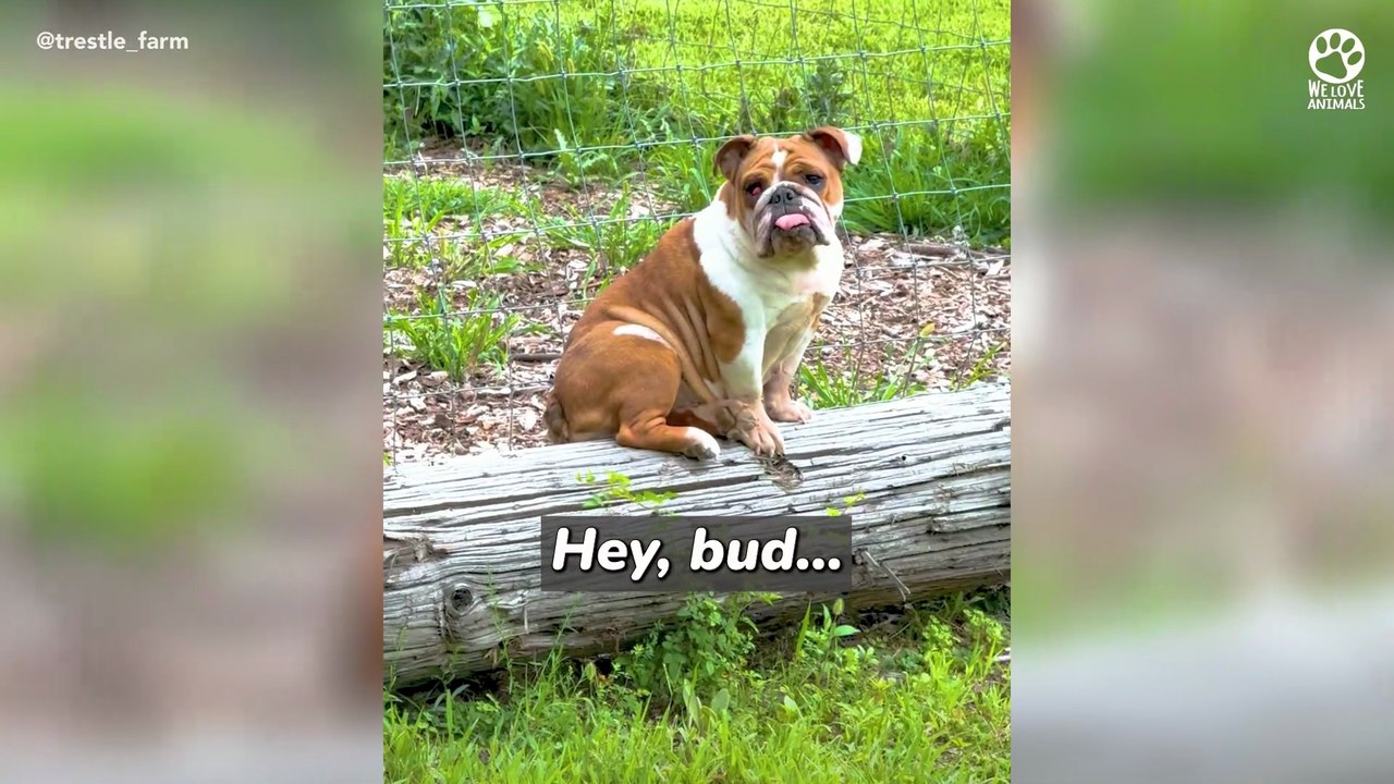 Abandoned Bulldog shows up on farm and asks for help