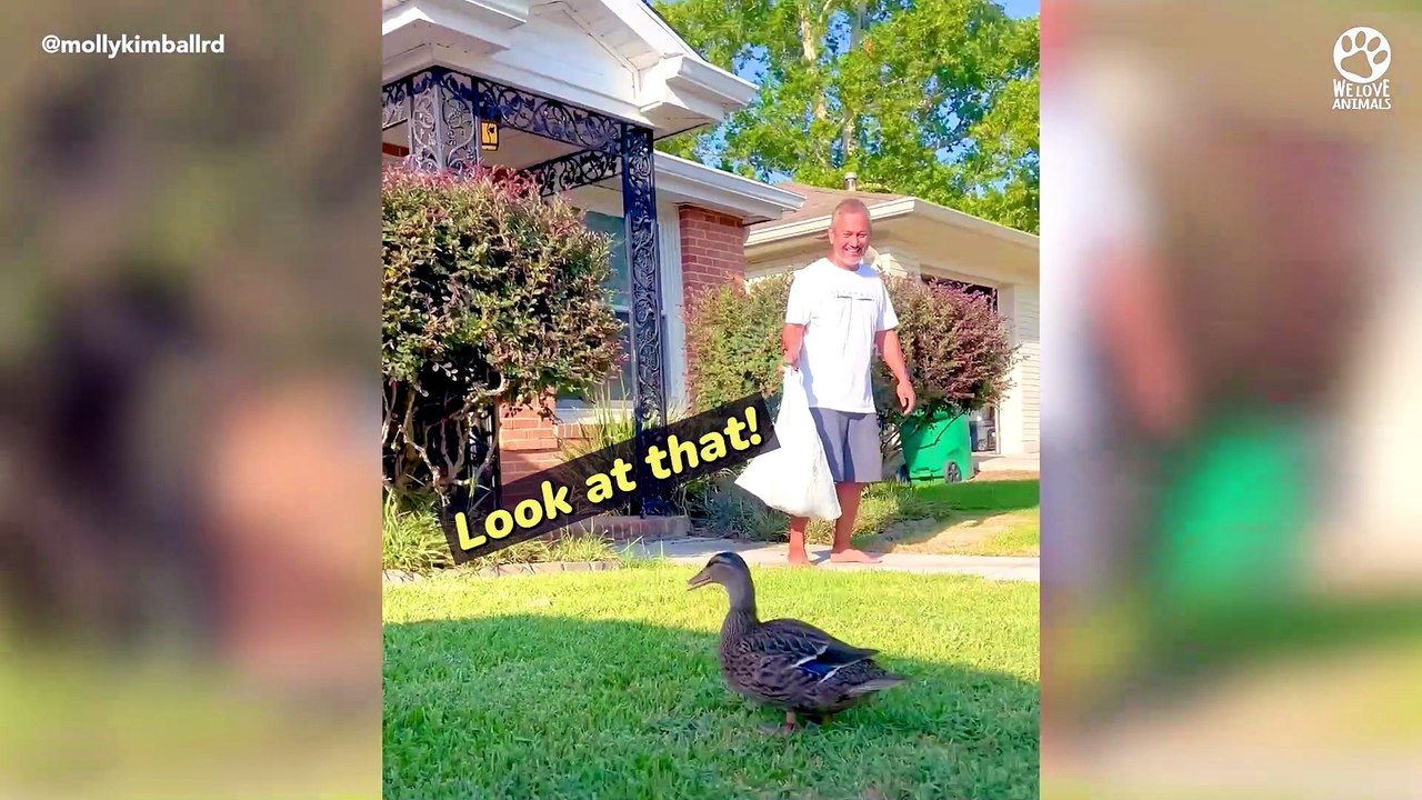 Rescue duck returns home with new boyfriend